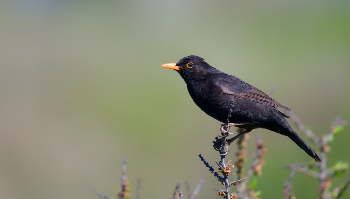 Comptage Oiseaux des jardins : rendez-vous à Rennes le 25 janvier 2025 !
